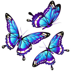 butterflies design