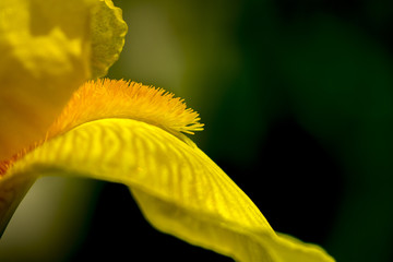 Yellow iris tongue