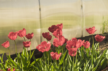 Red tulips grow on land