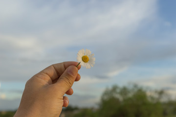 hand with a daisy on sunny summer day