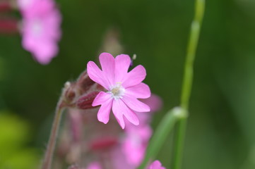 Obraz premium silène