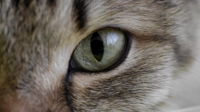 HD: extreme macro close-up of a cat's eye