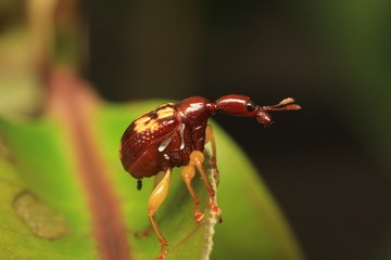 Macro photography showing Red Giraffe Weevil or Leaf Rolling Weevil