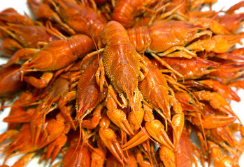 Букет из красных вареных раков на белом фоне.