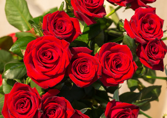 bouquet of blossoming dark red roses