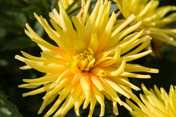 Close up of yellow  dahlia flower in garden
