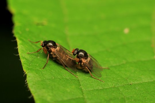 Macro photography showing mating insect