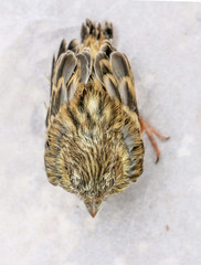 cute  baby bird .  house sparrow