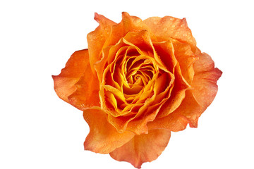 macro shot of orange rose
