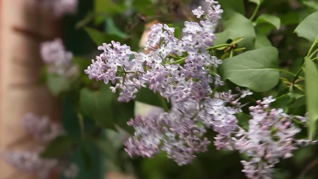 blooming lilac bush reeling in the wind.