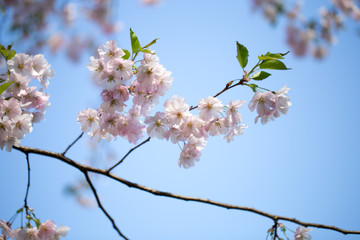 Cherry blossom background with spring day.