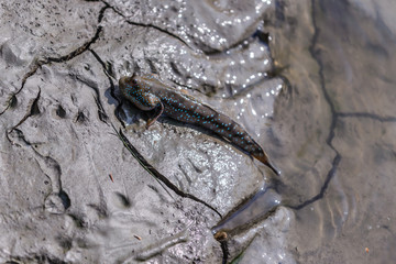 Mudskipper in wetlands.