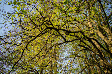 Naklejka premium spring park