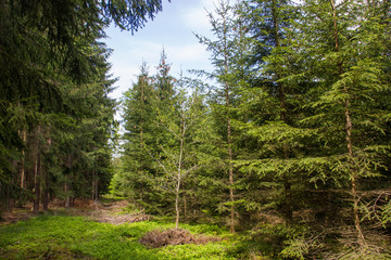 Forest after rain.