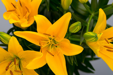 Lily yellow flower with buds on a gray background.