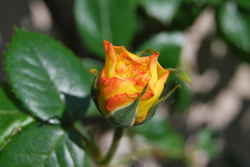 Gelbe Rosenblüte