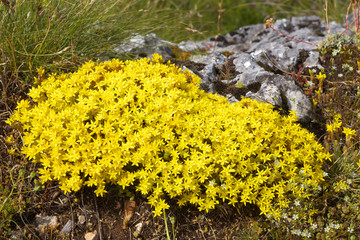 Obraz premium Cluster of Sedum