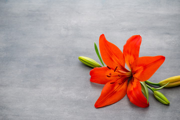 Lily flower with buds on a gray background.