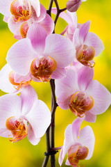 Obraz na płótnie Canvas Yellow orchid on the grey background.