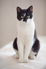 Cat of a black-and-white color