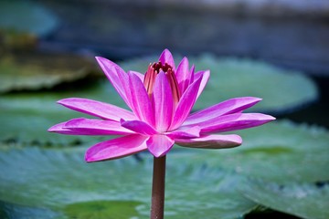 Macro photography showing Lotus Flower