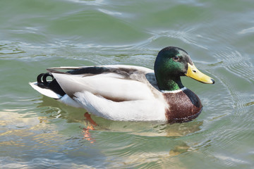 Anade real,azulón nadando tranquilamente el el agua