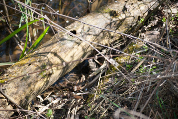 Old trees in forest at Special Nature Reserve Carska Bara/Imperial Pond