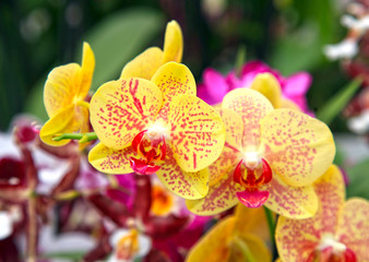 Fototapeta na wymiar Beautiful yellow orchids with red spots close up