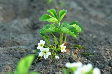 Kwitnące sadzonki młodych truskawek - 110757813