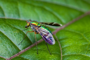 Macro photography showing water droplets