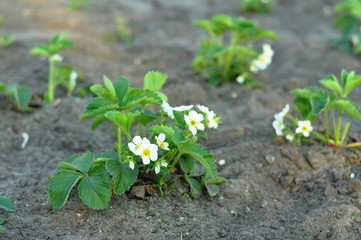 Kwitnące sadzonki młodych truskawek - 110757839
