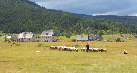 Herdsman with Flock of Sheeps, Montenegro
