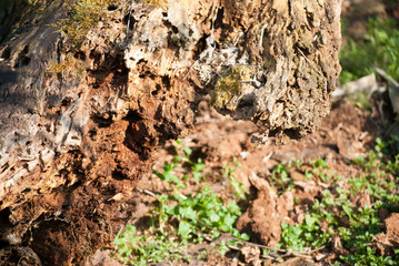 Old trees in forest at Special Nature Reserve Carska Bara/Imperial Pond
