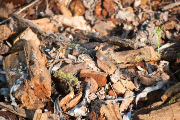 Old trees in forest at Special Nature Reserve Carska Bara/Imperial Pond