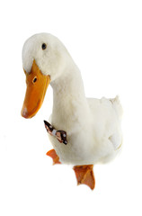 duck