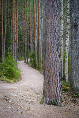 Hiking path in Repovesi national park in Finland