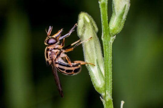 Macro photography showing a fruit fly