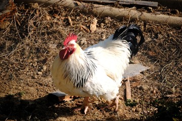 Coq
