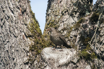 Song Thrush perched on old cherry tree background