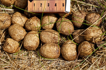 Obraz premium Elk's excrements with scale