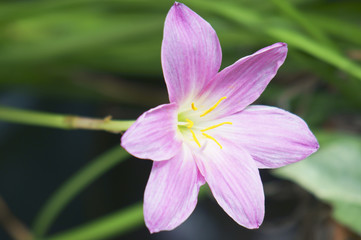 rain lily flower.