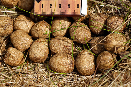 Fototapeta Elk's excrements with scale