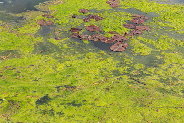 Green algae/slime growing on an English lake in May.