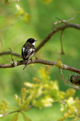 European pied flycatcher