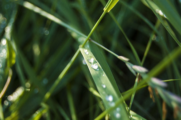 Wallpaper Macro dews on green Grass