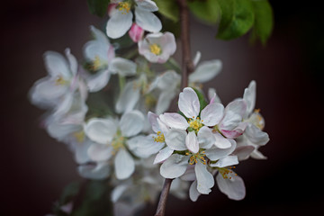 Blossom apple tree over nature dark background. Spring Backgroun