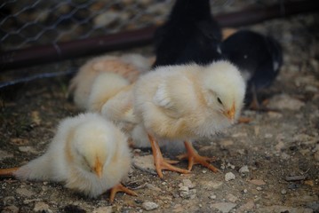 Poussin