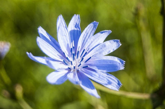 Fototapeta Wallpaper Macro light blue flower on green blur background