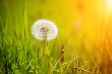 Blown dandelion in green grass. Spring nature background