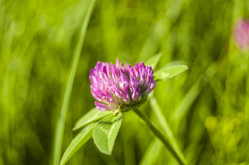 Wallpaper Macro pink Flower on blur background